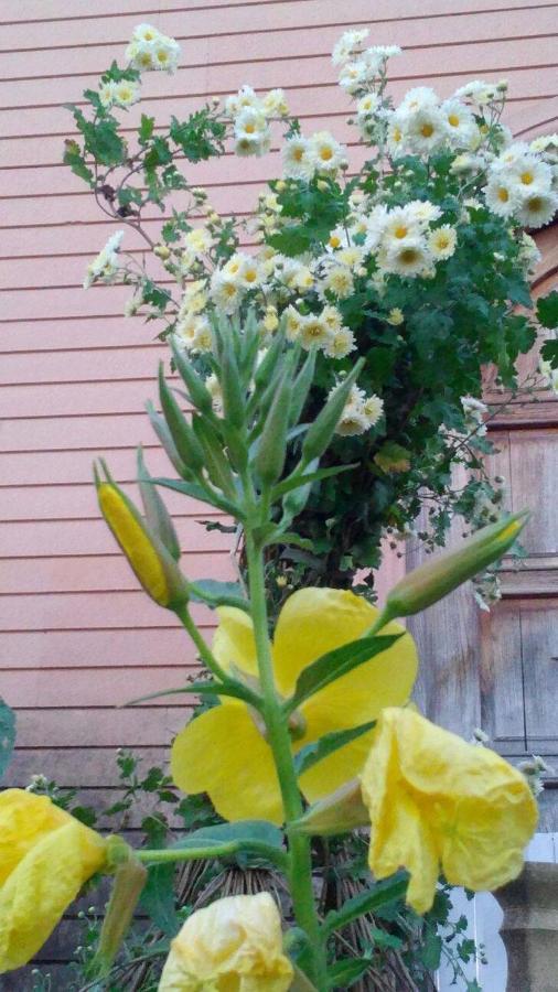 Сибиряк Tskaltubo Buitenkant foto